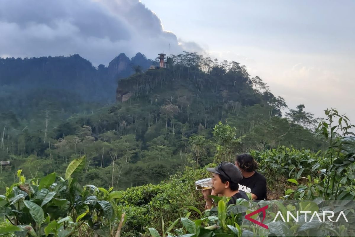 Pengelola Kebun Teh Kulon Progo menawarkan paket wisata edukasi