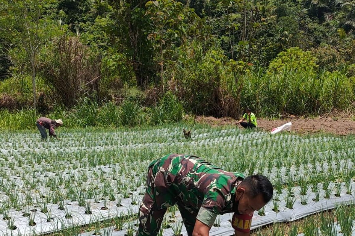 Wujudkan ketahanan pangan, TNI bantu warga tanam bawang di Agam