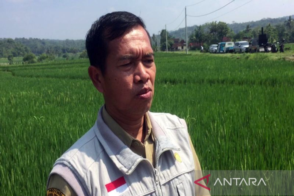 Cuaca ekstrem, Pemkab Boyolali jaga produksi gabah tetap aman