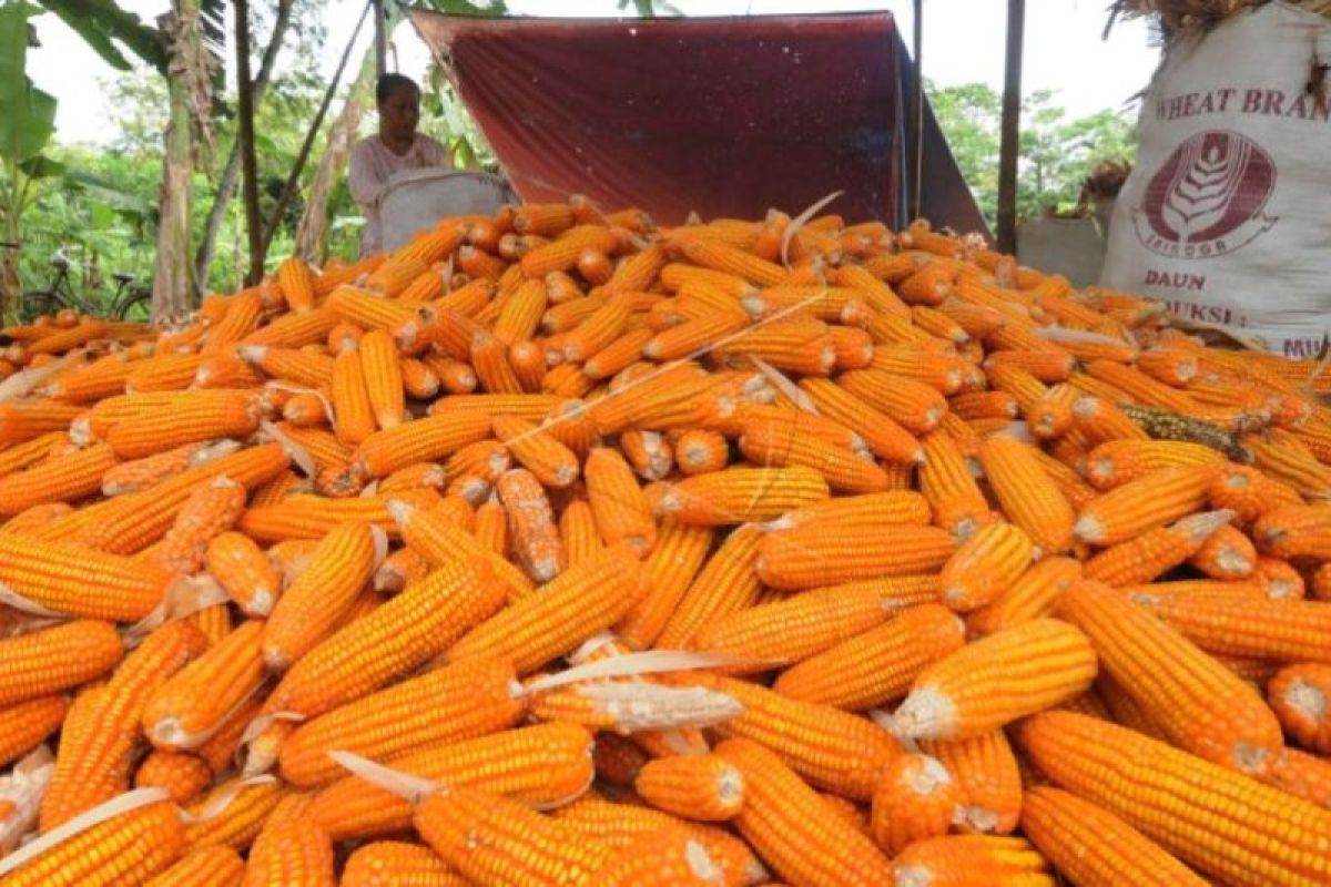 Harga Jagung Turun