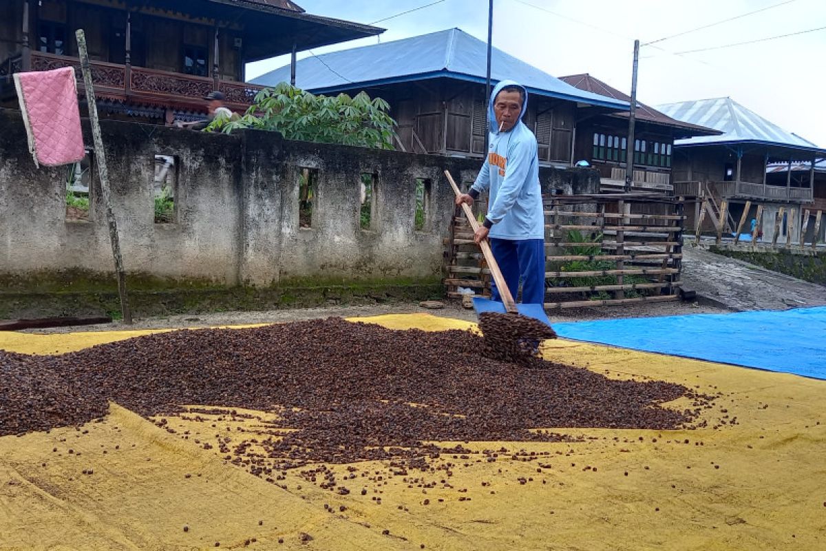 Buah kopi di Tanggamus  terserang hama penggerek buah