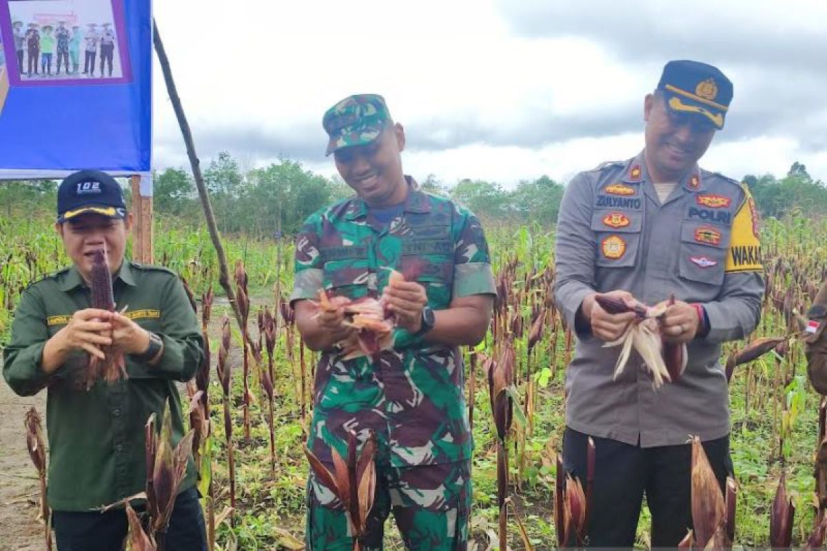 Bupati Bartim apresiasi tanaman jagung Kodim 1012 Buntok berhasil dipanen