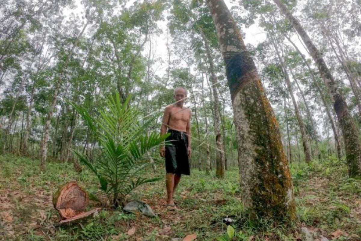 Ribuan Hektare Lahan Karet Beralih Ke Sawit