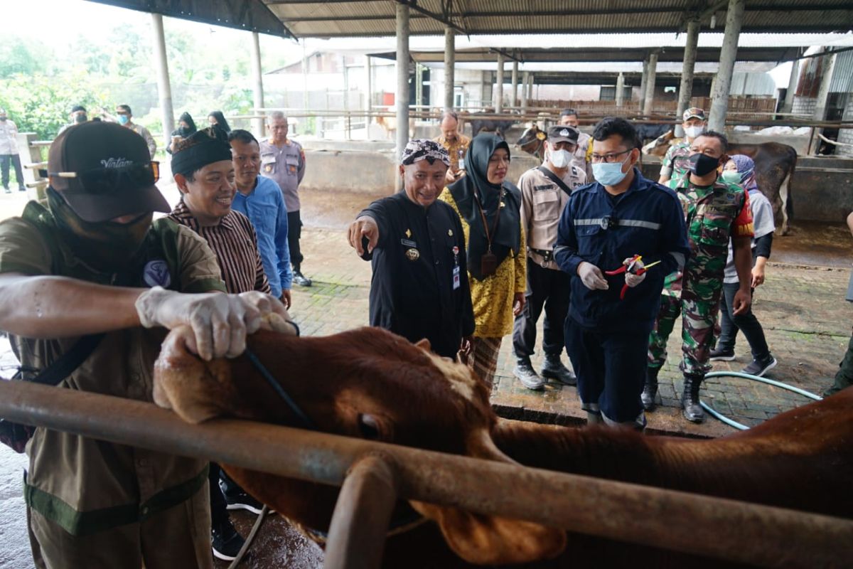 Hewan ternak di Pati dipasang barcode