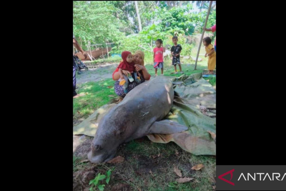 Warga temukan Duyung mati tersangkut jaring diPulau Subi Natuna