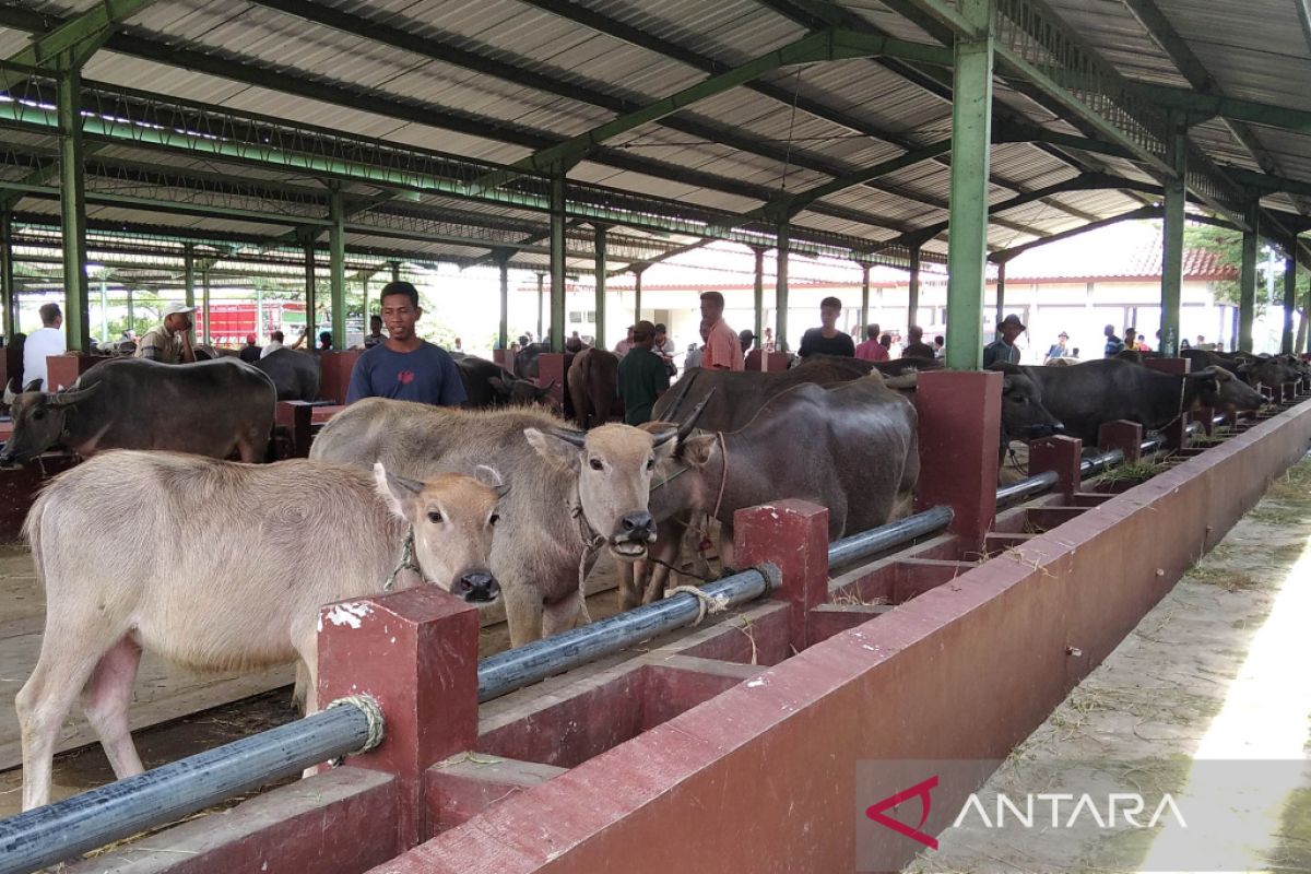 Aktivitas jual beli di pasar hewan Kudus kembali normal