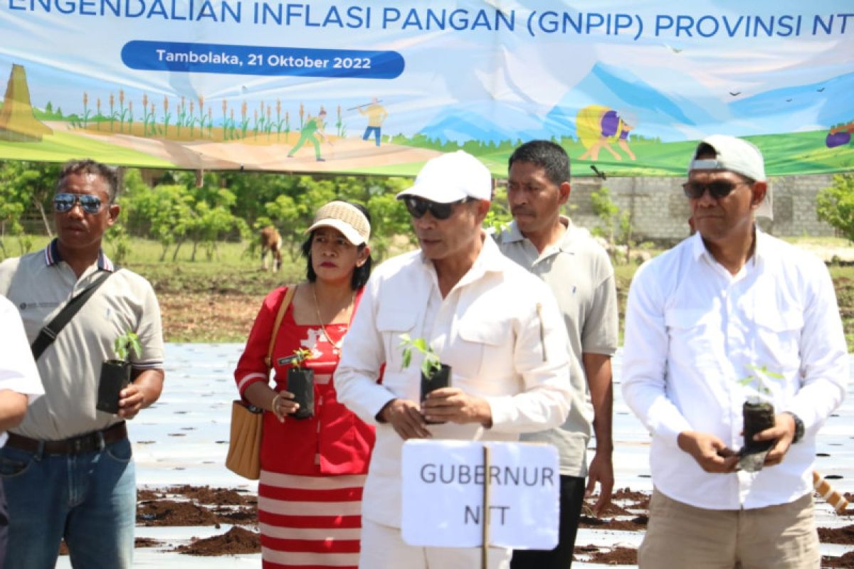 Gubernur Laiskodat apresiasi BI kembangkan klaster cabai di Sumba Barat Daya