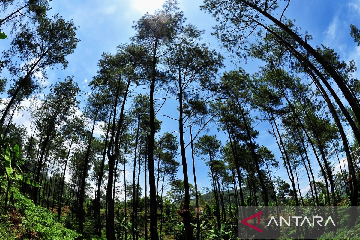 Getah pinus Perhutani raih sertifikat ekolabel