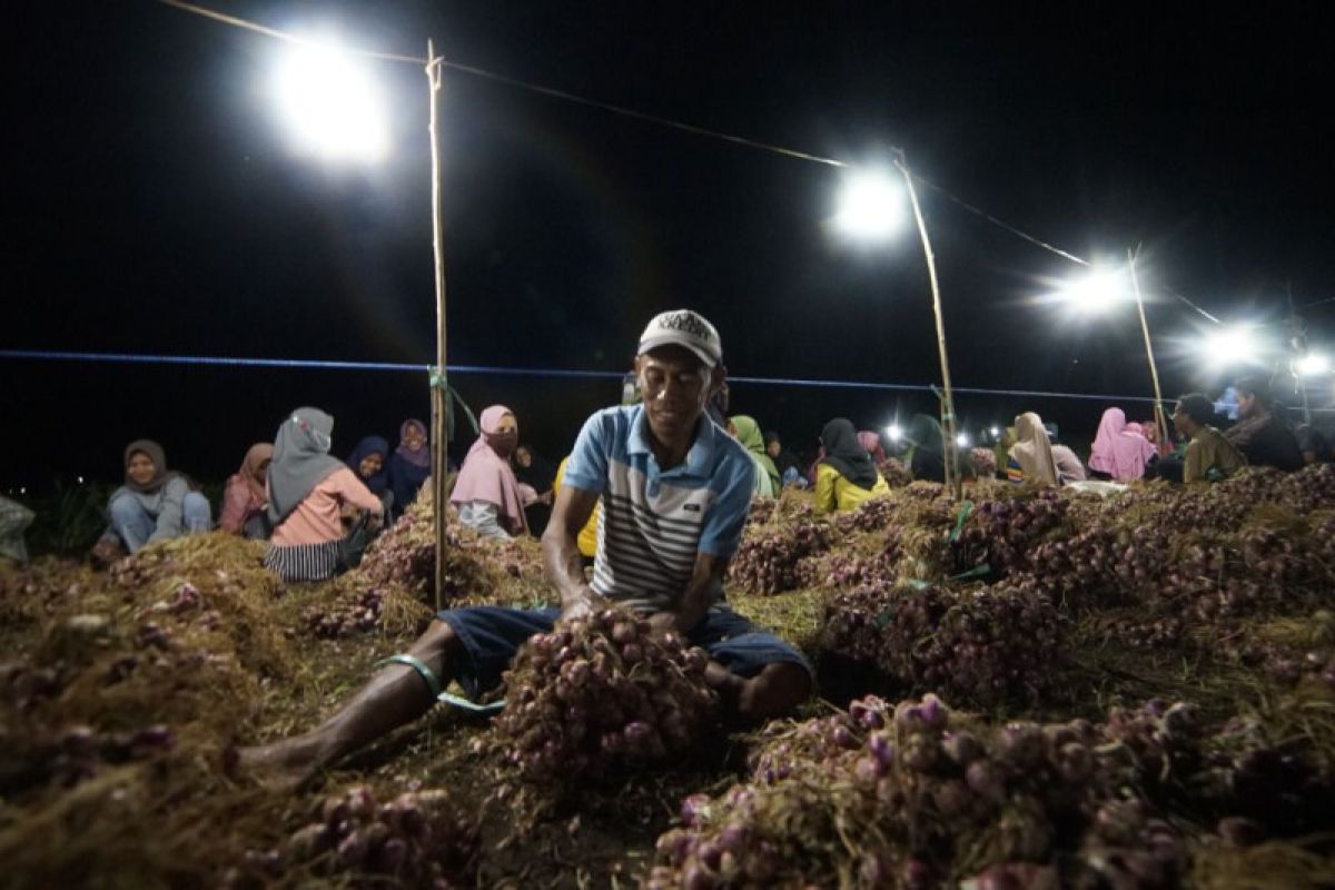 Petani bawang di Bima tekan biaya produksi manfaatkan teknologi PLN