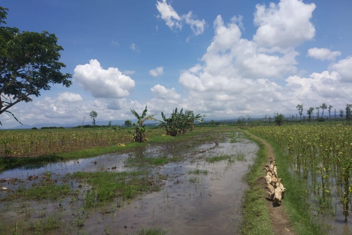 Musim hujan, destinasi wisata Savana Rumput Hijau Bendungan Batujai tenggelam