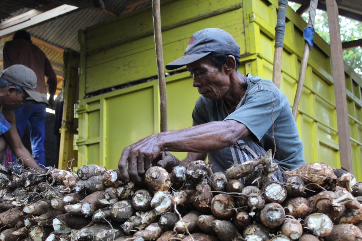 Telaah - Menuju terwujudnya diversifikasi pangan nusantara