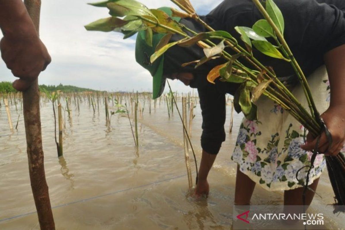 Pemkab Parigi  siapkan 88 lokasi penanaman bakau di momen Harkanas