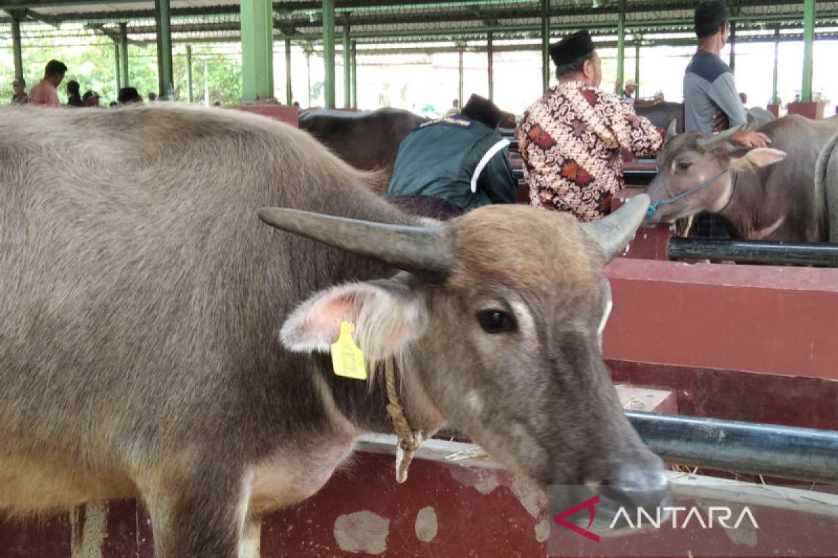 Masyarakat Kudus diimbau beli ternak yang sudah terpasang barcode