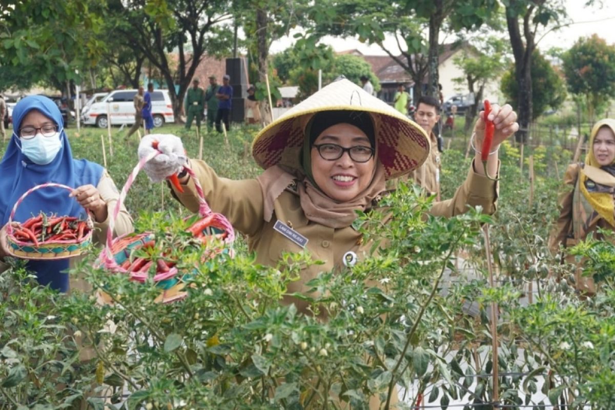 Tekan inflasi, Pemkab Batang gencarkan tanaman pangan cepat panen