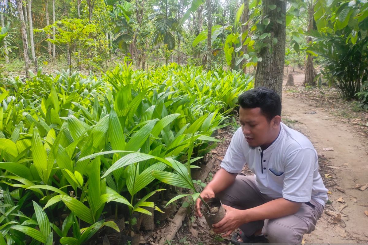 Jejak Bumi Indonesia dorong masyarakat OKU Selatan budi daya pinang dan aren