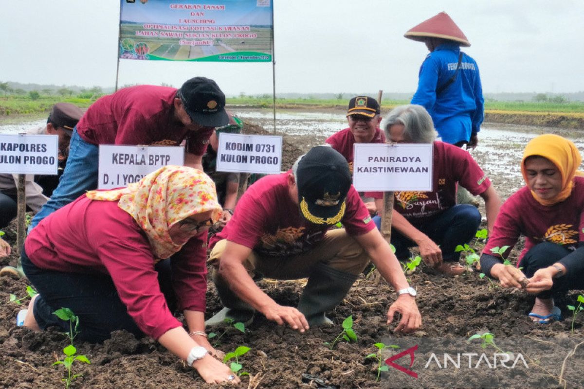 Kulon Progo cetak lahan surjan seluas 12 hektare di Garongan