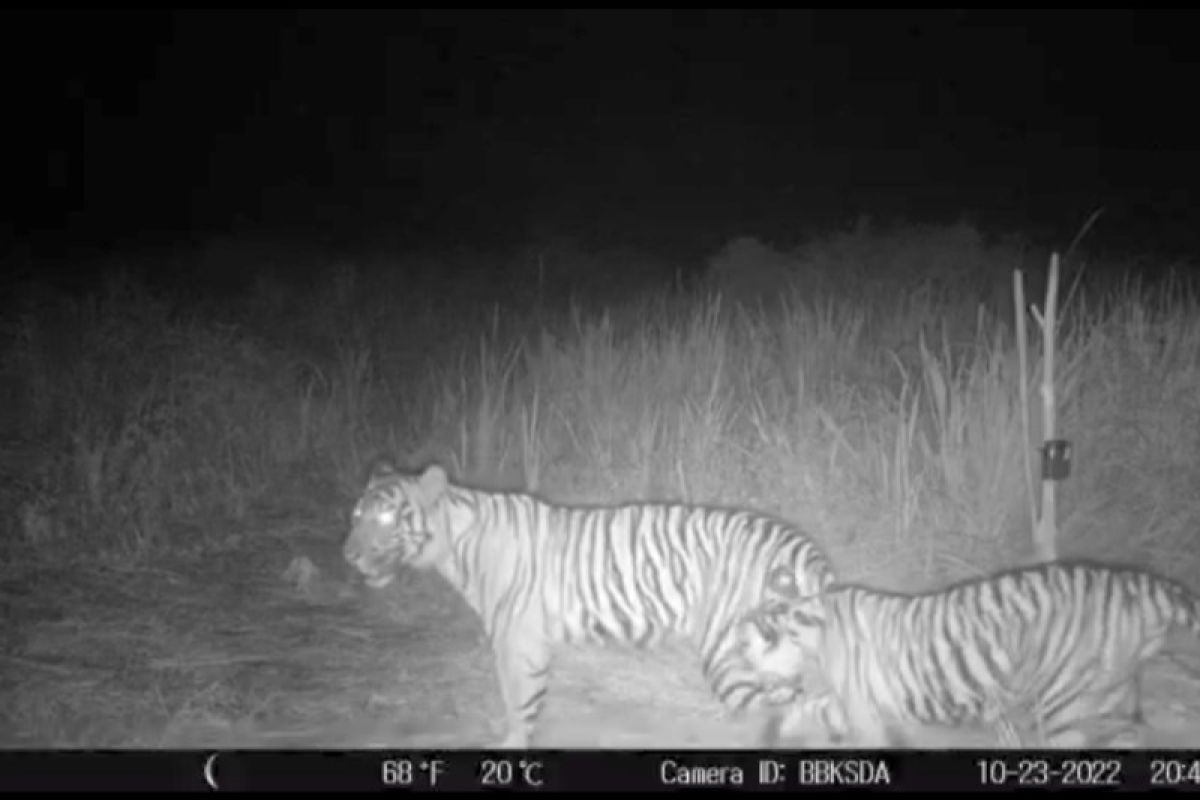 Diserang harimau saat tidur, pekerja di Inhil alami luka serius