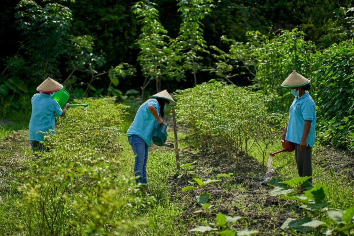 Sinar Mas-Tani Foundation literasi pertanian kepada 80 kelompok tani