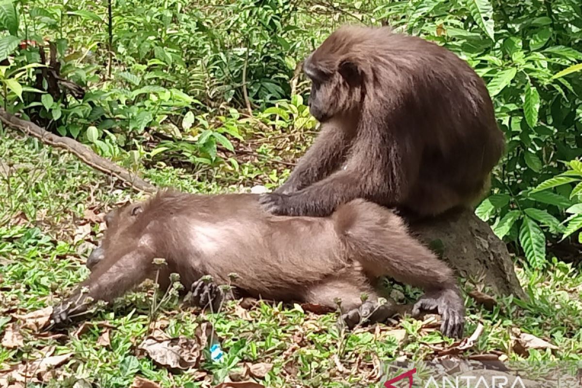 Pengelola Taman Nasional Babul imbau lindungi monyet hitam khas Sulawesi