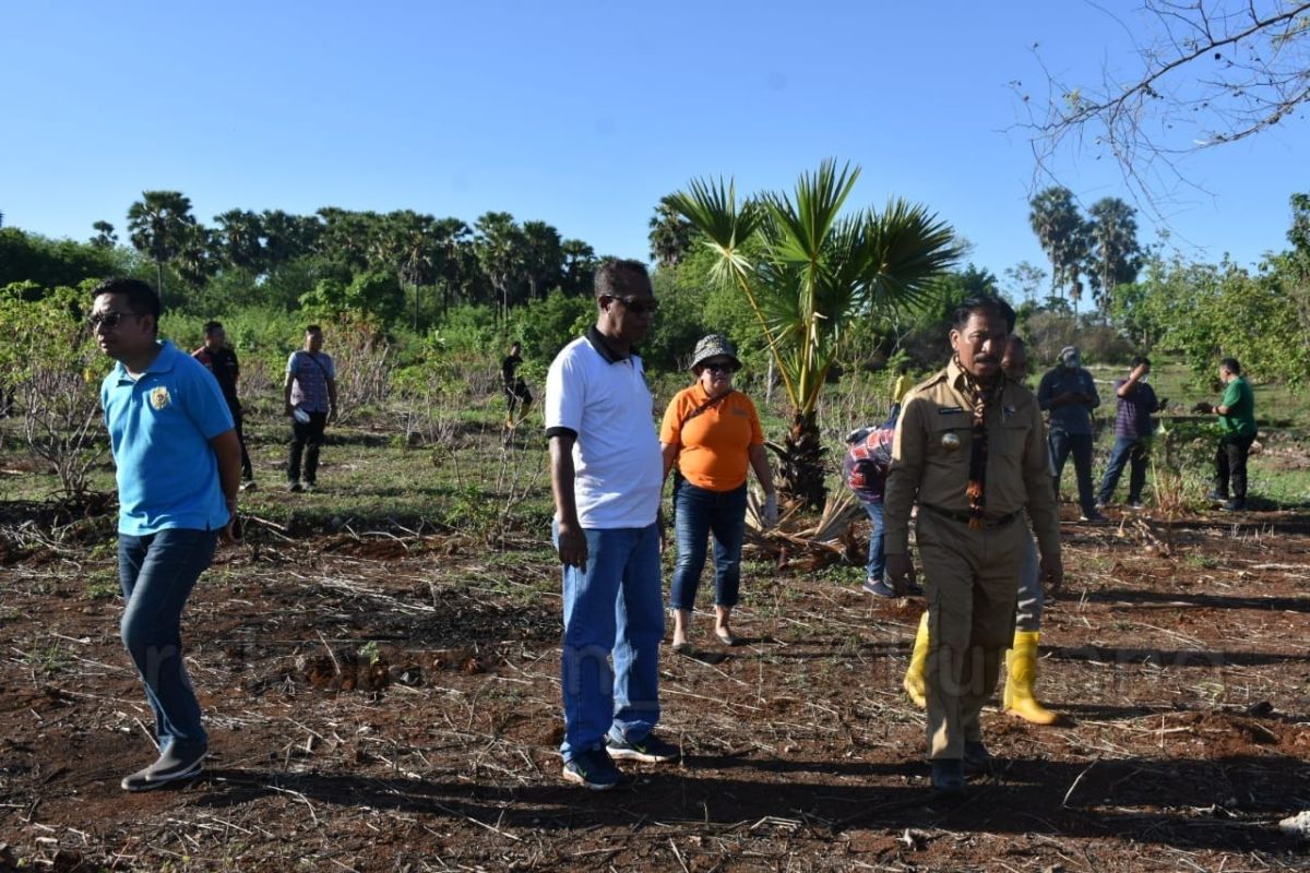 Pemerintah Kota Kupang tanam 2.000  anakan kelor menekan inflasi