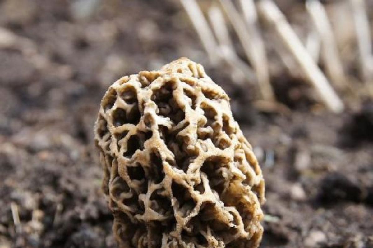 Jamur morel langka tumbuh di Gunung Rinjani