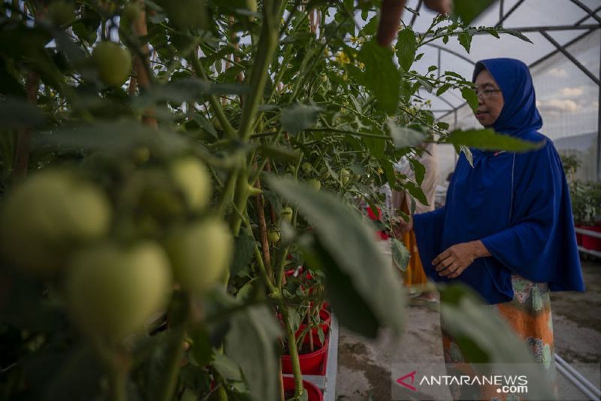 Palu  dorong pertanian perkotaan sebagai solusi penyusutan lahan