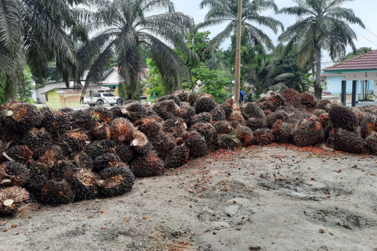 Kemitraan menjadi kunci melambungnya kesejahteraan petani sawit di Pelalawan