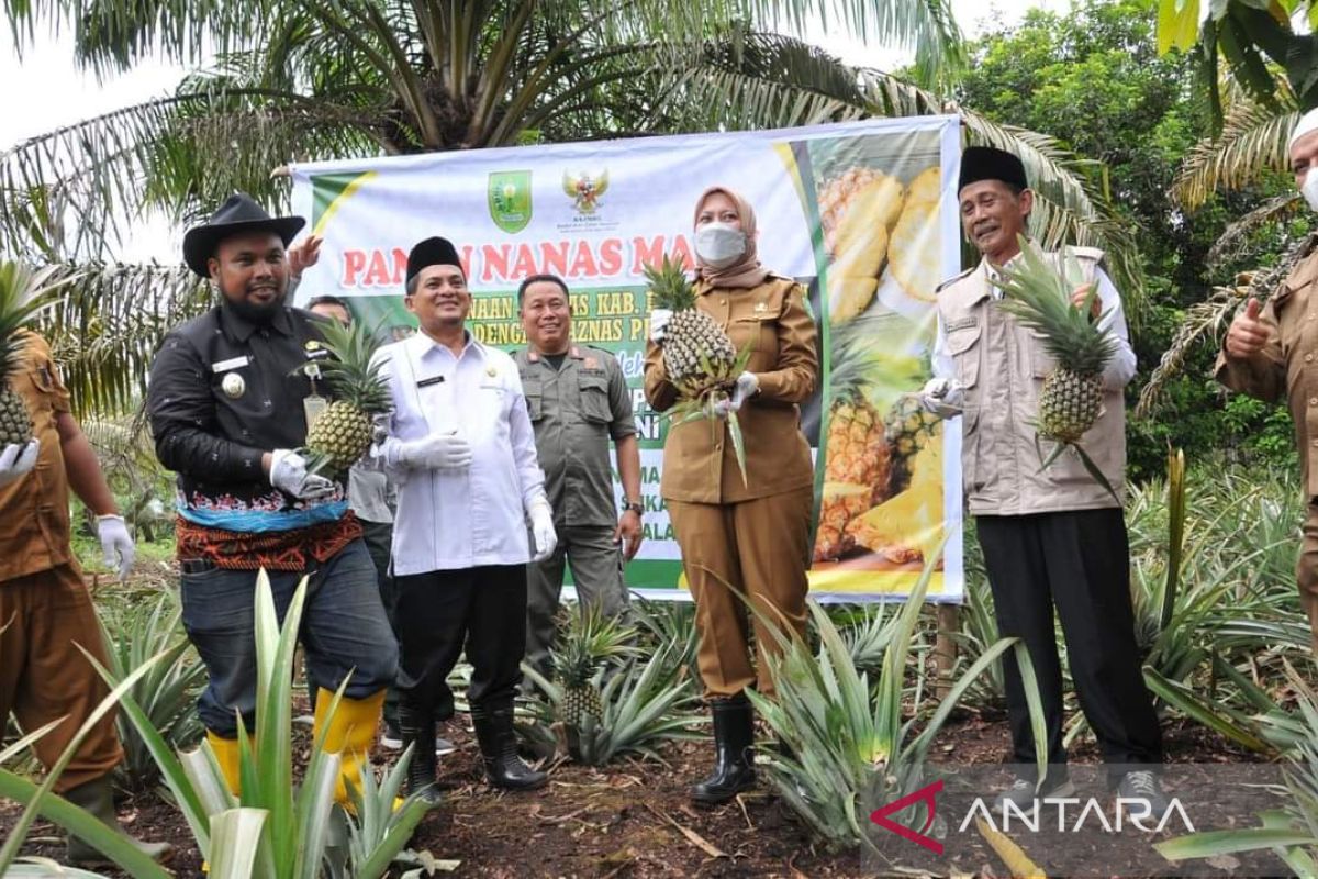 Hasil panen nanas madu dongkrak ekonomi petani Inhu