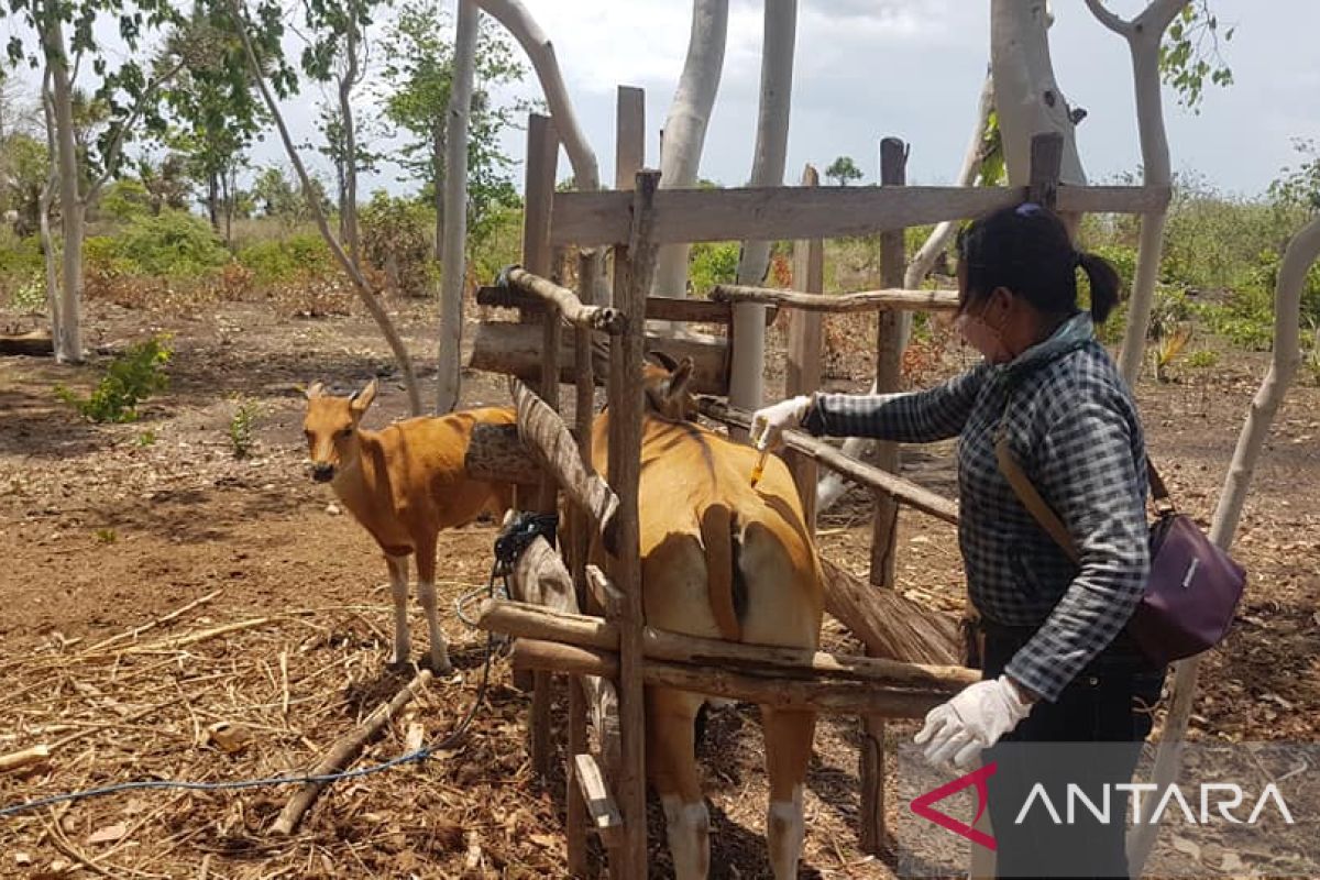 Pulau Semau jadi lokasi pemurnian sapi timor