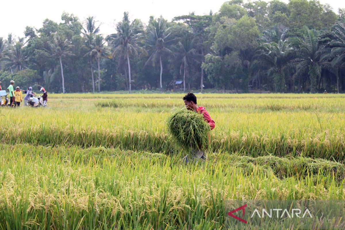 Kelompok tani di Kapuas terima bantuan alat mesin pertanian