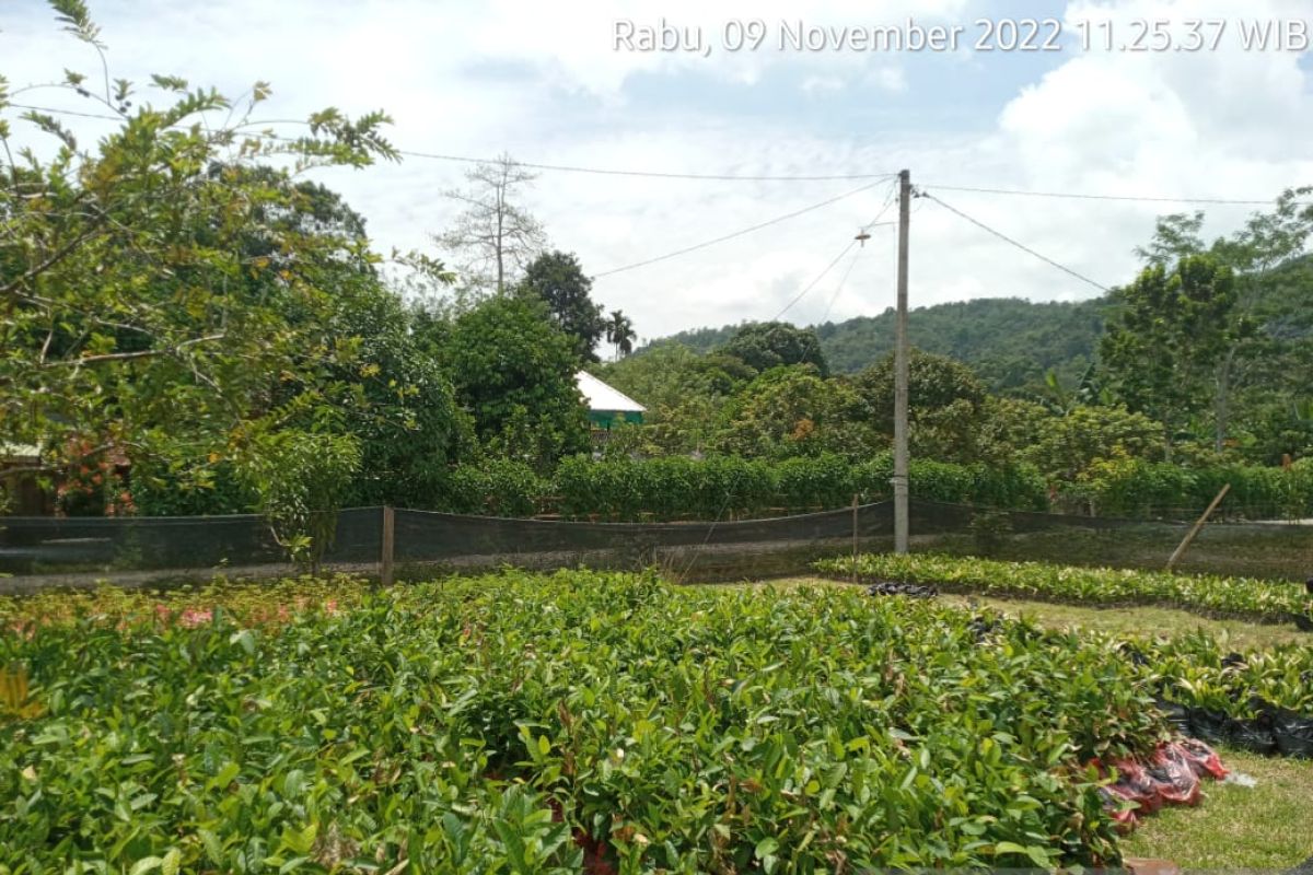 OKU terima bantuan bibit tanaman produktif 37 ribu batang