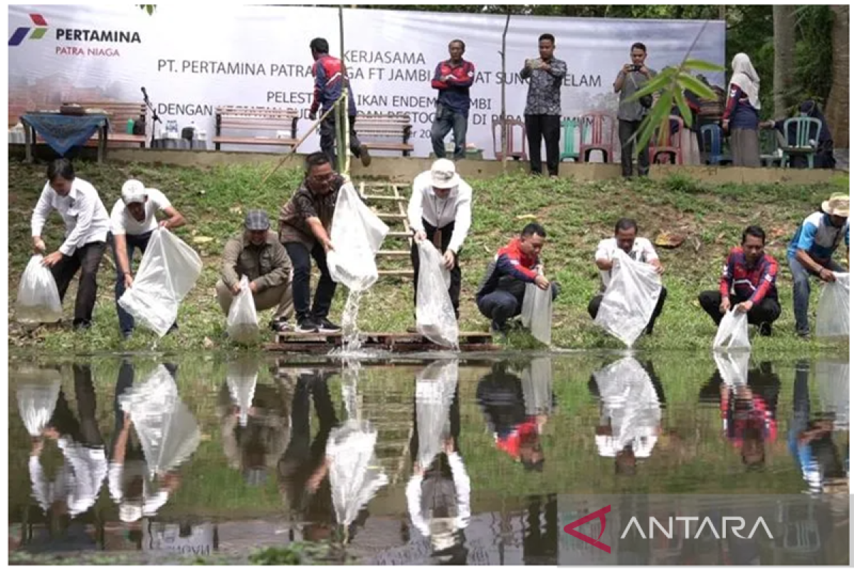 Pertamina tebar 200 ribu benih ikan endemik di kanal Candi Muaro Jambi