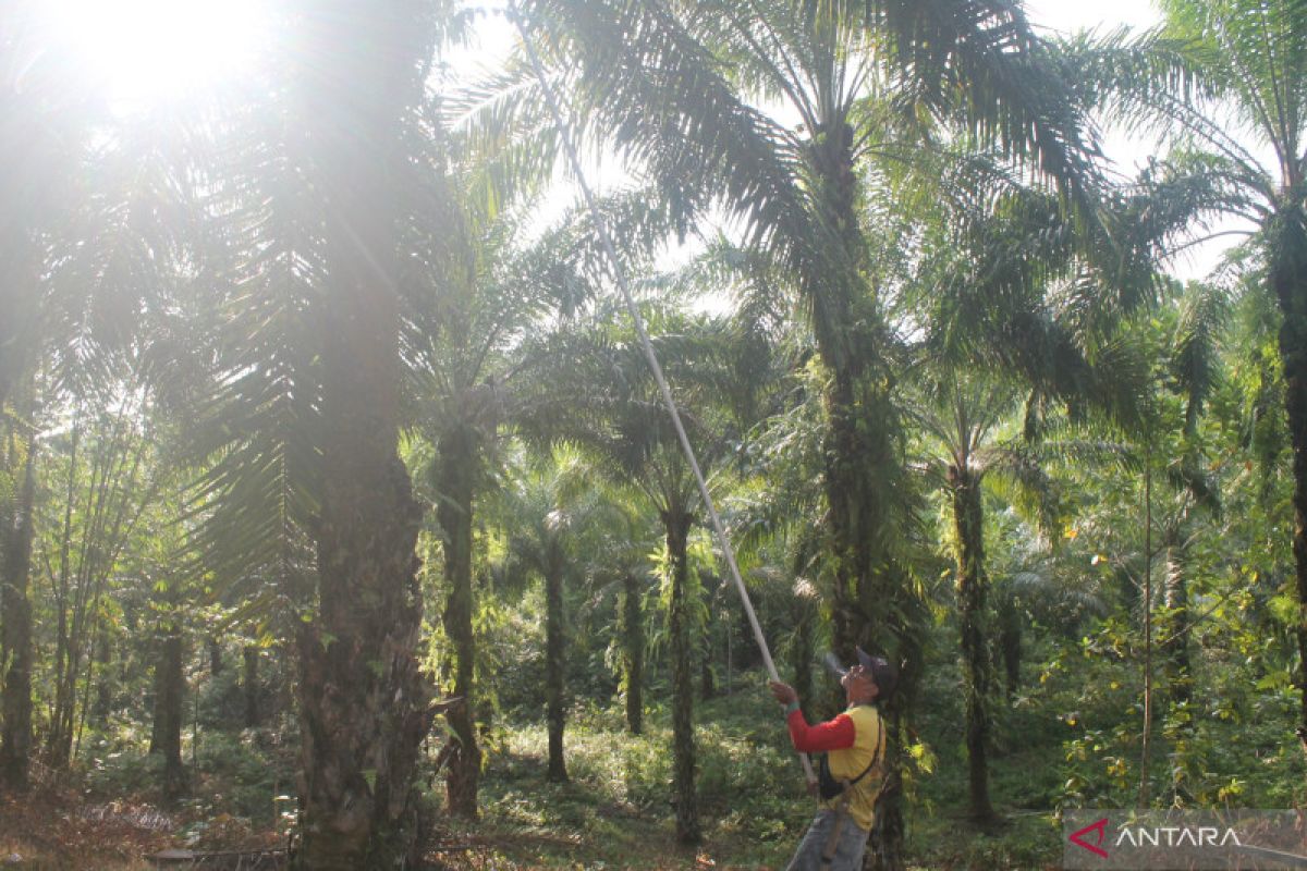 Melihat dinamika petani sawit mandiri di Luwu Utara