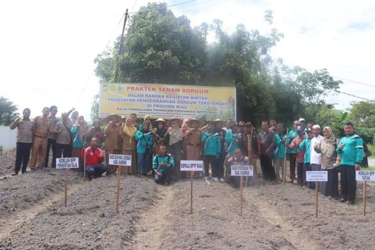 BPTP Provinsi Riau latih 50 peserta kembangkan tanaman sorgum