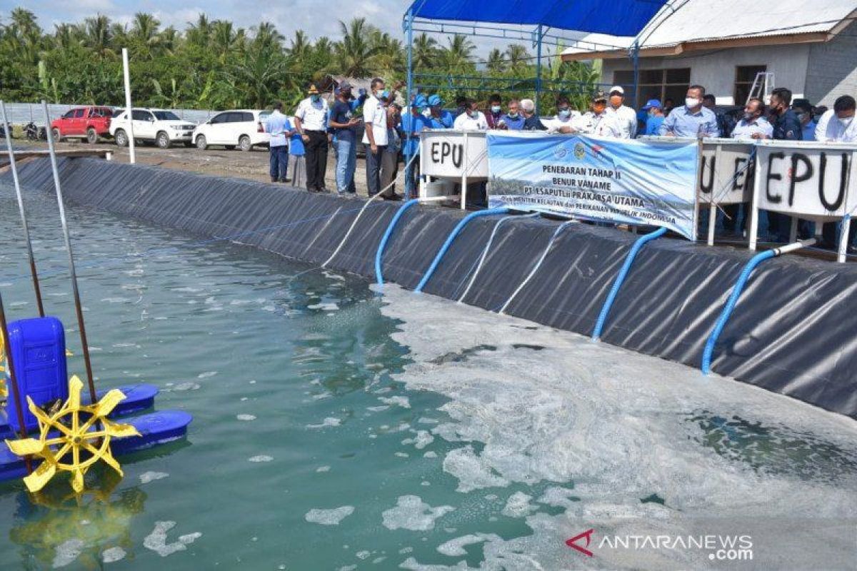 Kemenko Marves:  Teluk Tomini potensial untuk industri udang vaname