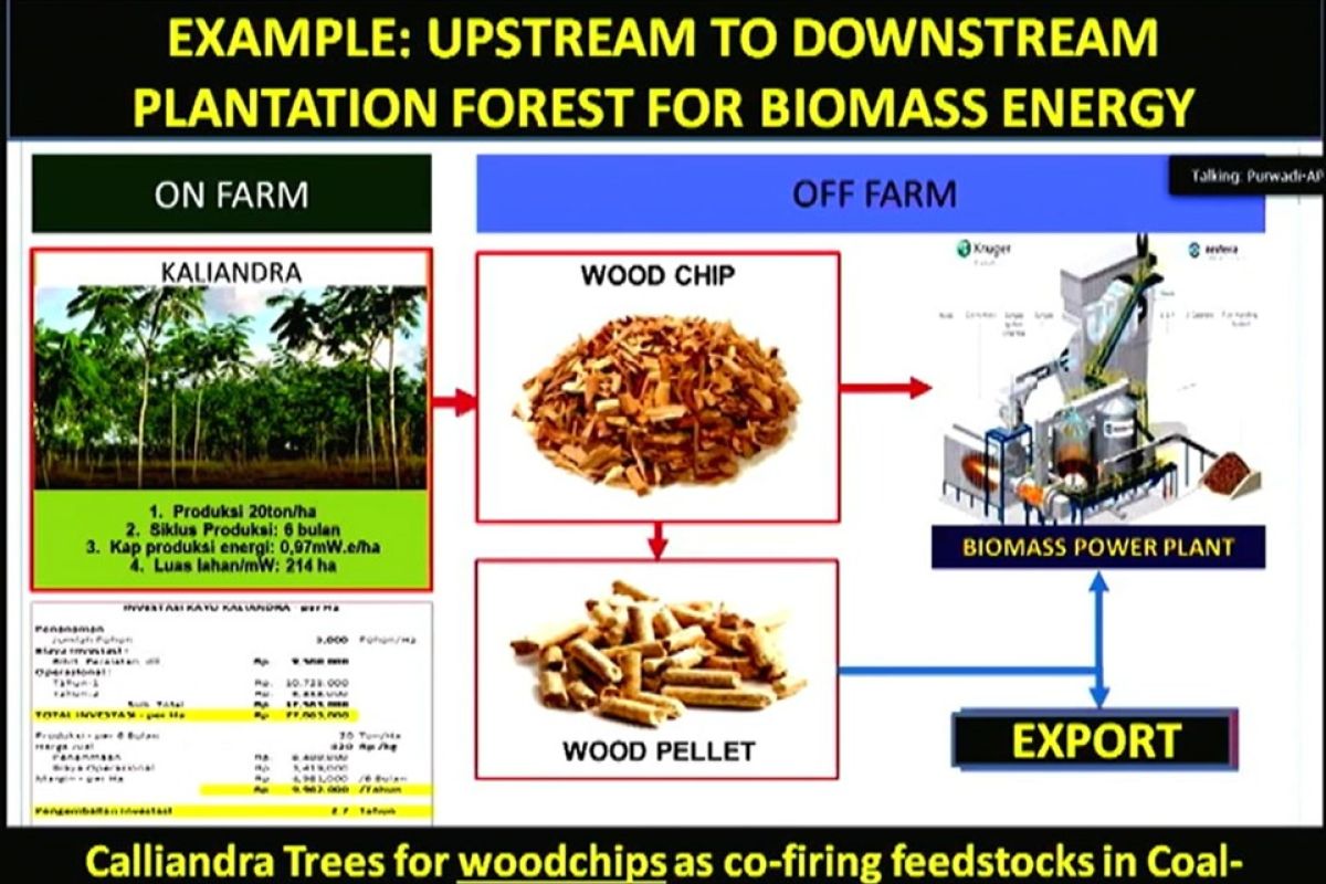 APHI dukung pemanfaatan biomassa kayu untuk transisi energi