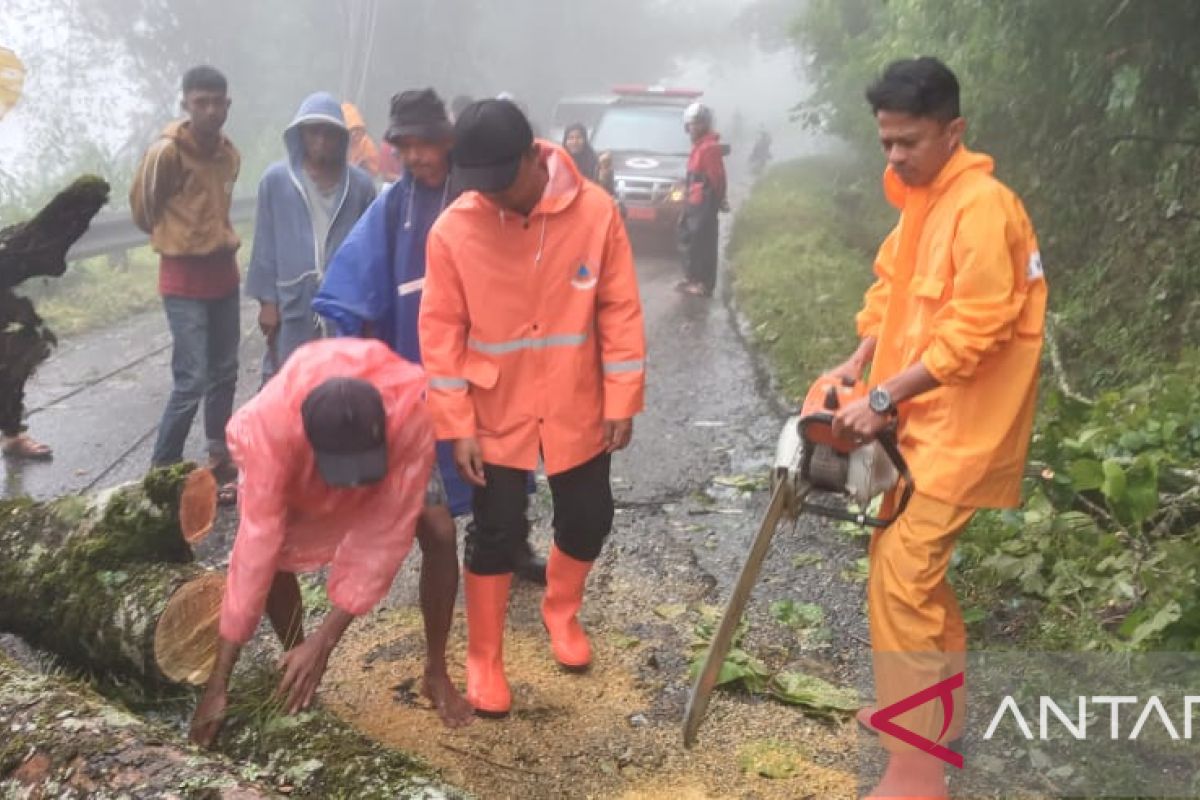 Lalu lintas Bukittinggi-Maninjau lumpuh akibat pohon tumbang di kelok 44