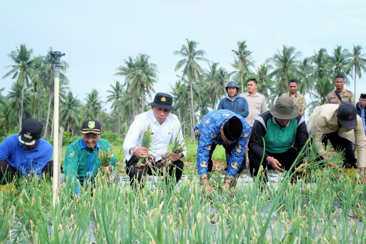 Panen bawang merah 1,5 ton, Bupati Meranti : Tak perlu beli lagi dari Malaysia