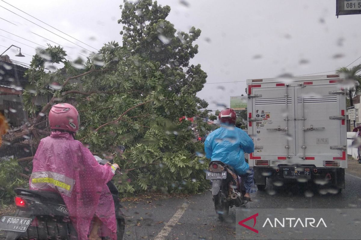 Belasan  pohon di Kudus tumbang akibat diterjang angin kencang