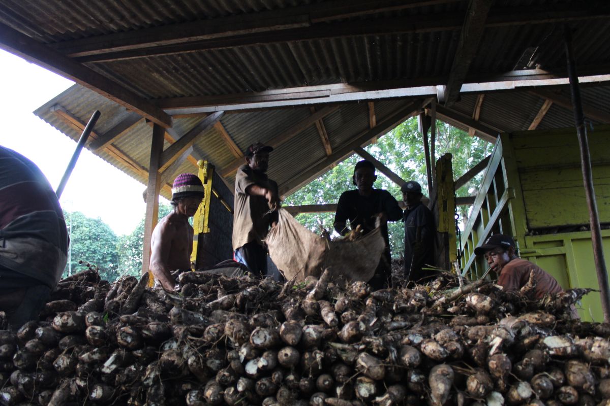 BRIN dorong diversifikasi pangan dari ubi kayu