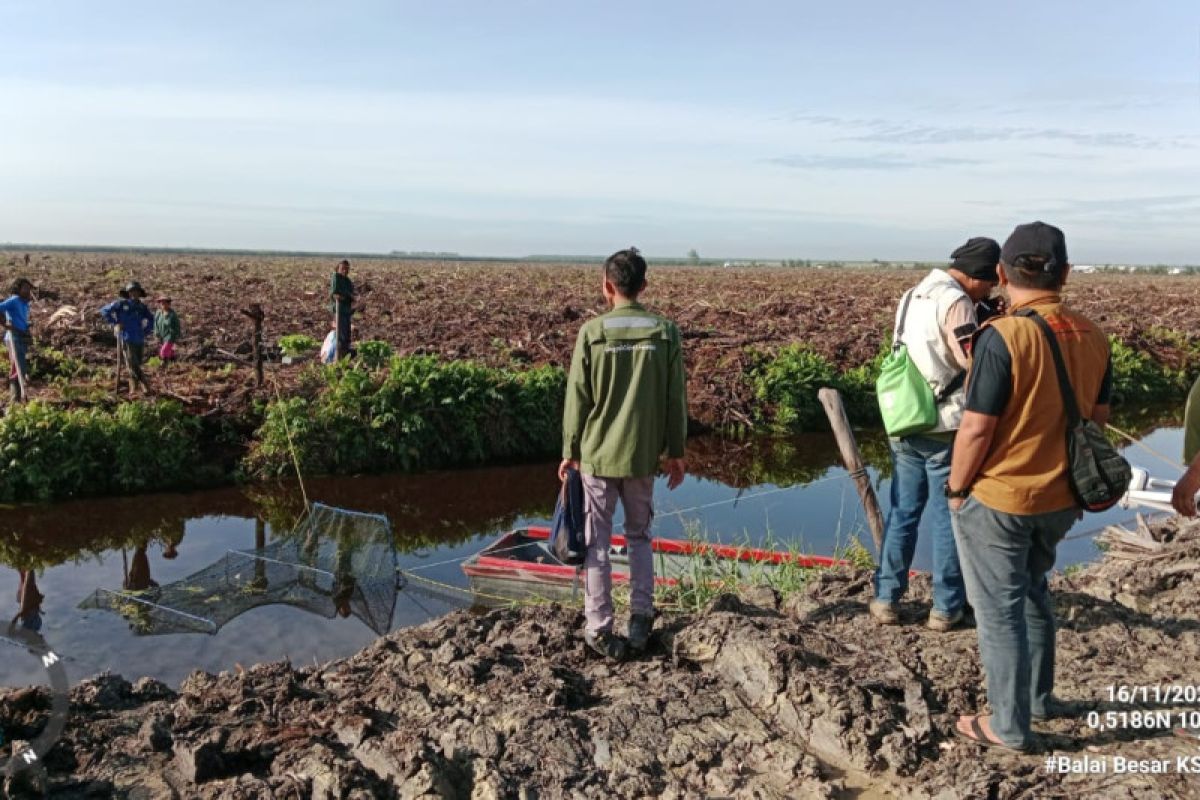 BBKSDA Riau berupaya evakuasi buaya muara terjebak di kanal