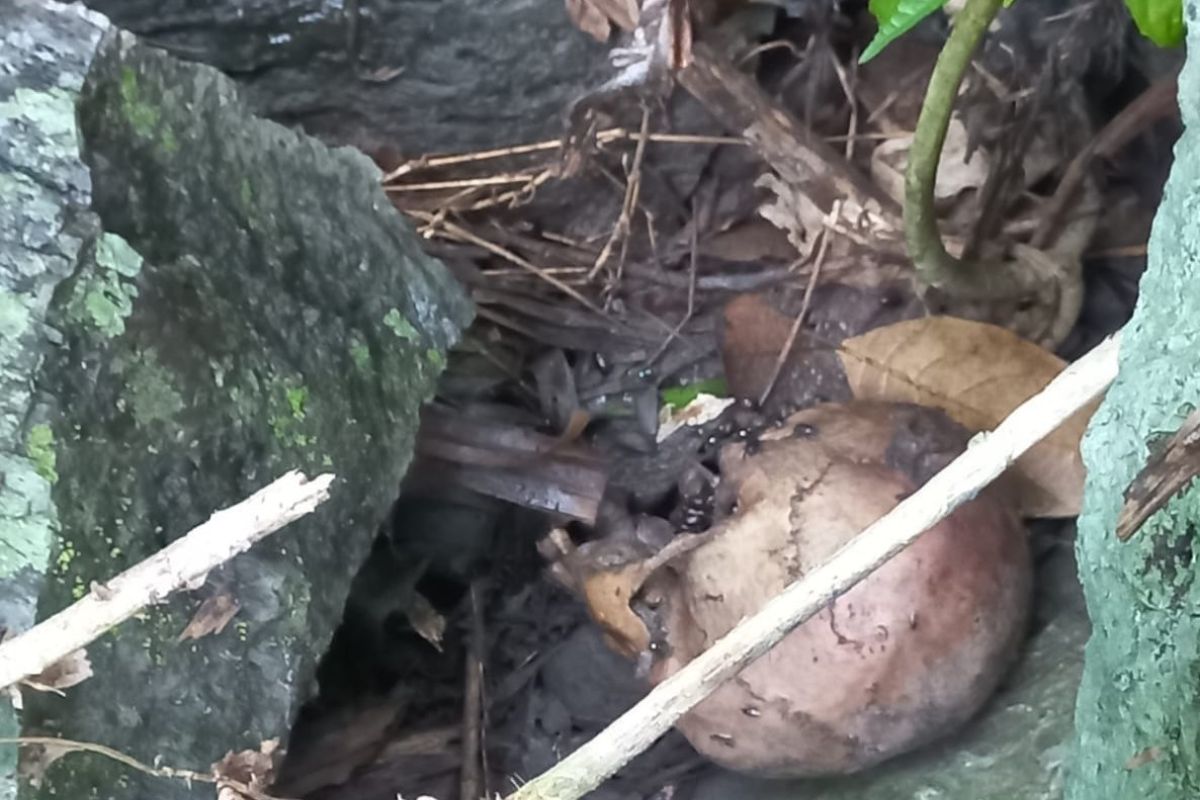 Geger! warga Timbanuh Lombok Timur temukan kerangka manusia di bawah pohon pisang