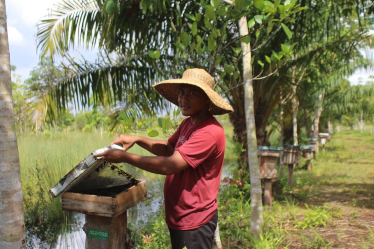 Guru di Kota Palangkaraya budidaya lebah madu