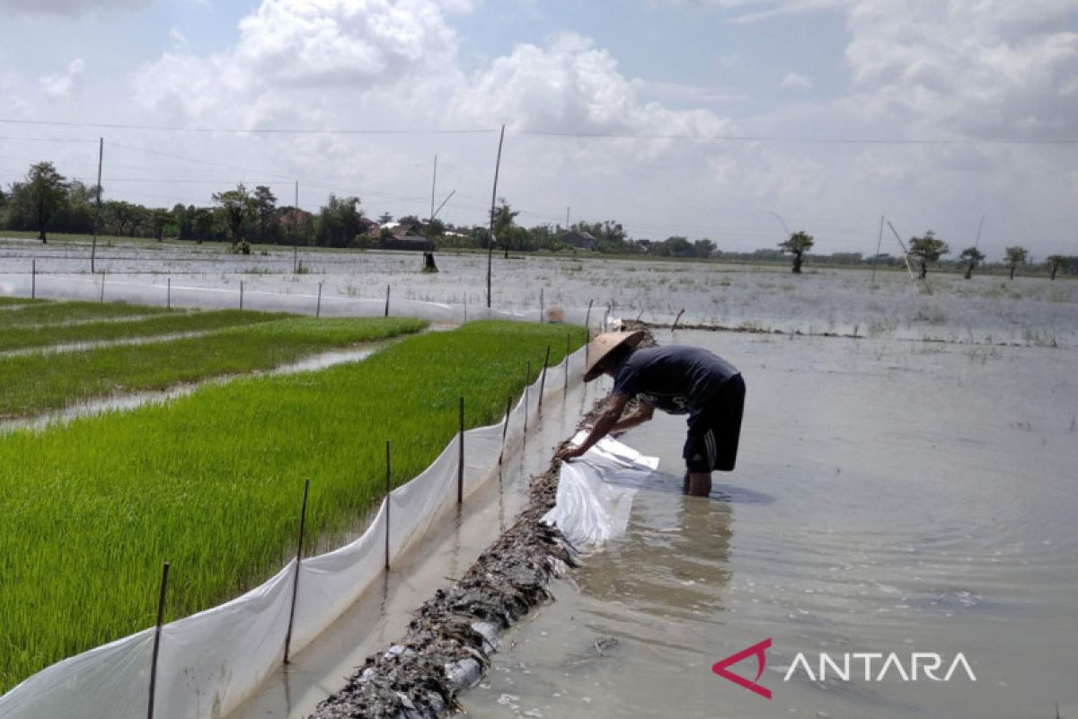 Pemkab Kudus siapkan pompa air tangani lahan pertanian yang terkena banjir