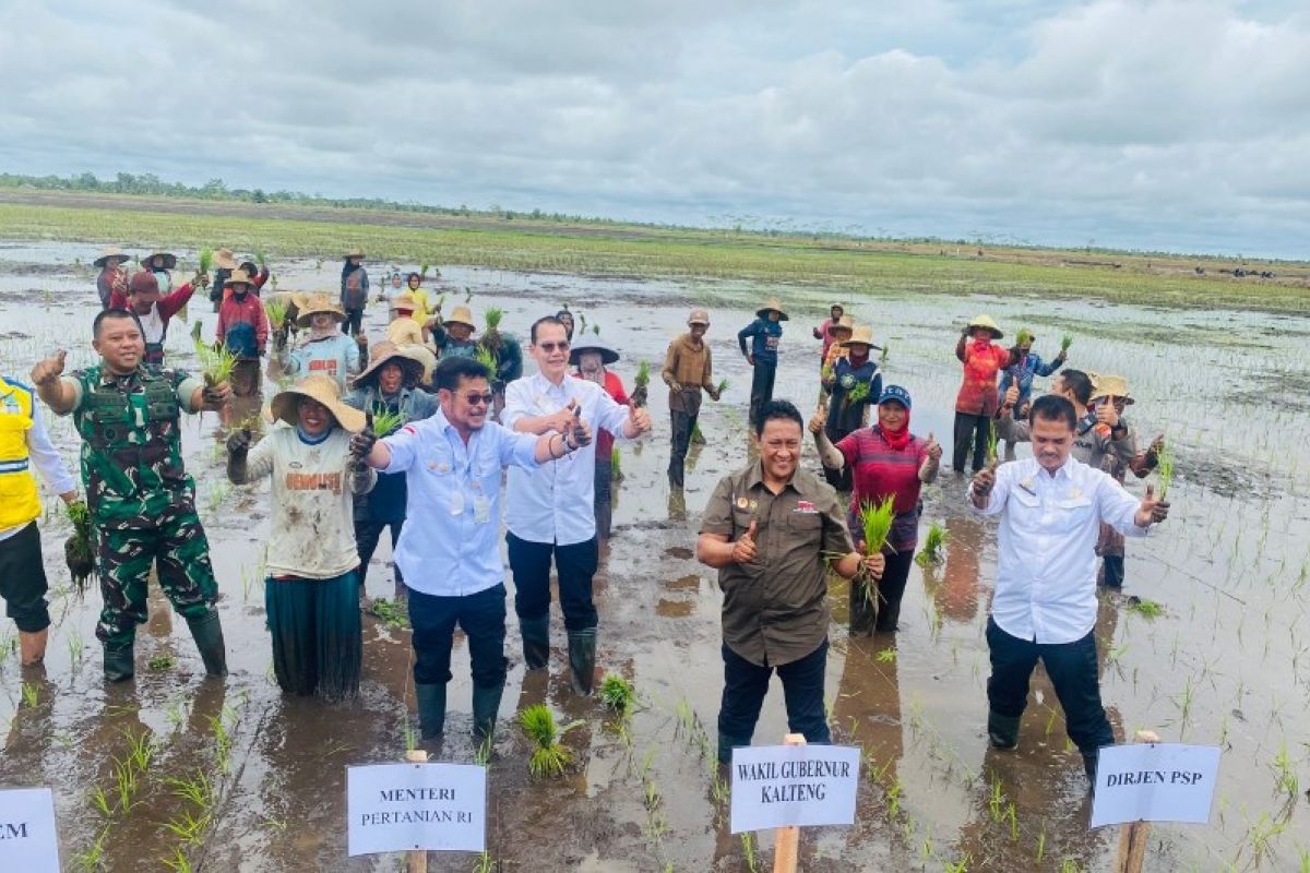 Pemerintah pacu ekstensifikasi lahan di kawasan Food Estate Kalteng