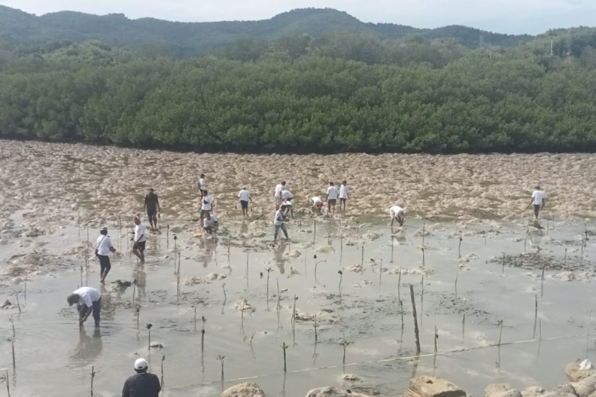 Pelindo  tanam 5.000 bibit mangrove di Labuan Bajo