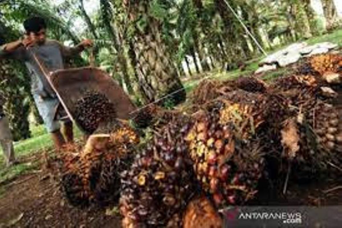 Harga sawit Riau seminggu ke depan naik Rp26,11/kg