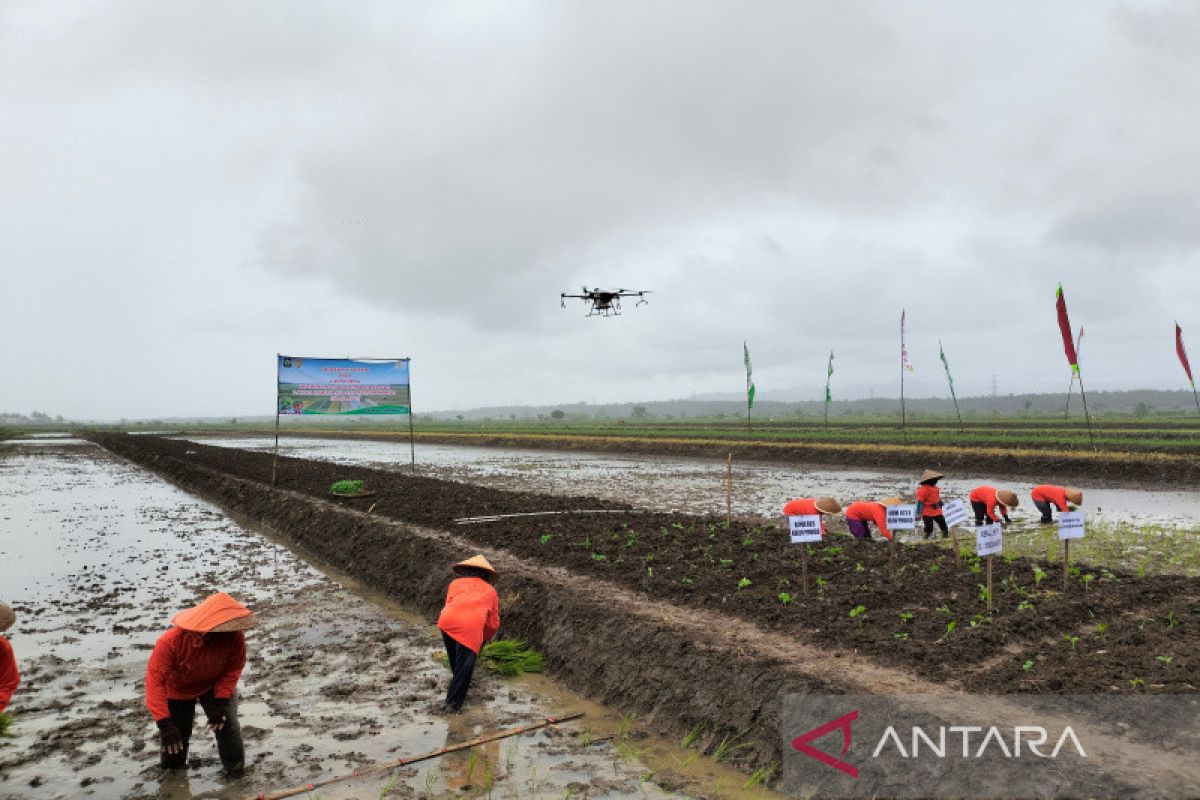 Optimalisasi kawasan lahan sawah surjan di Kabupaten Kulon Proggo