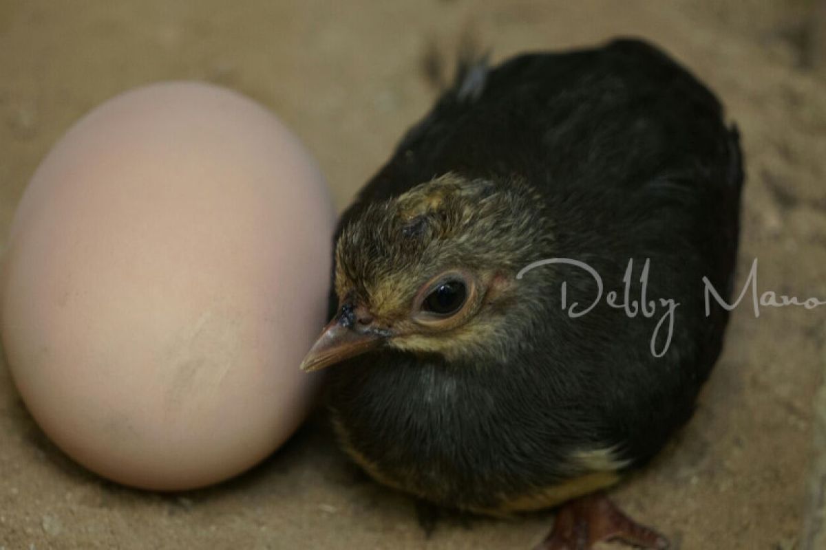 Empat lokasi peneluran burung maleo dijaga ketat