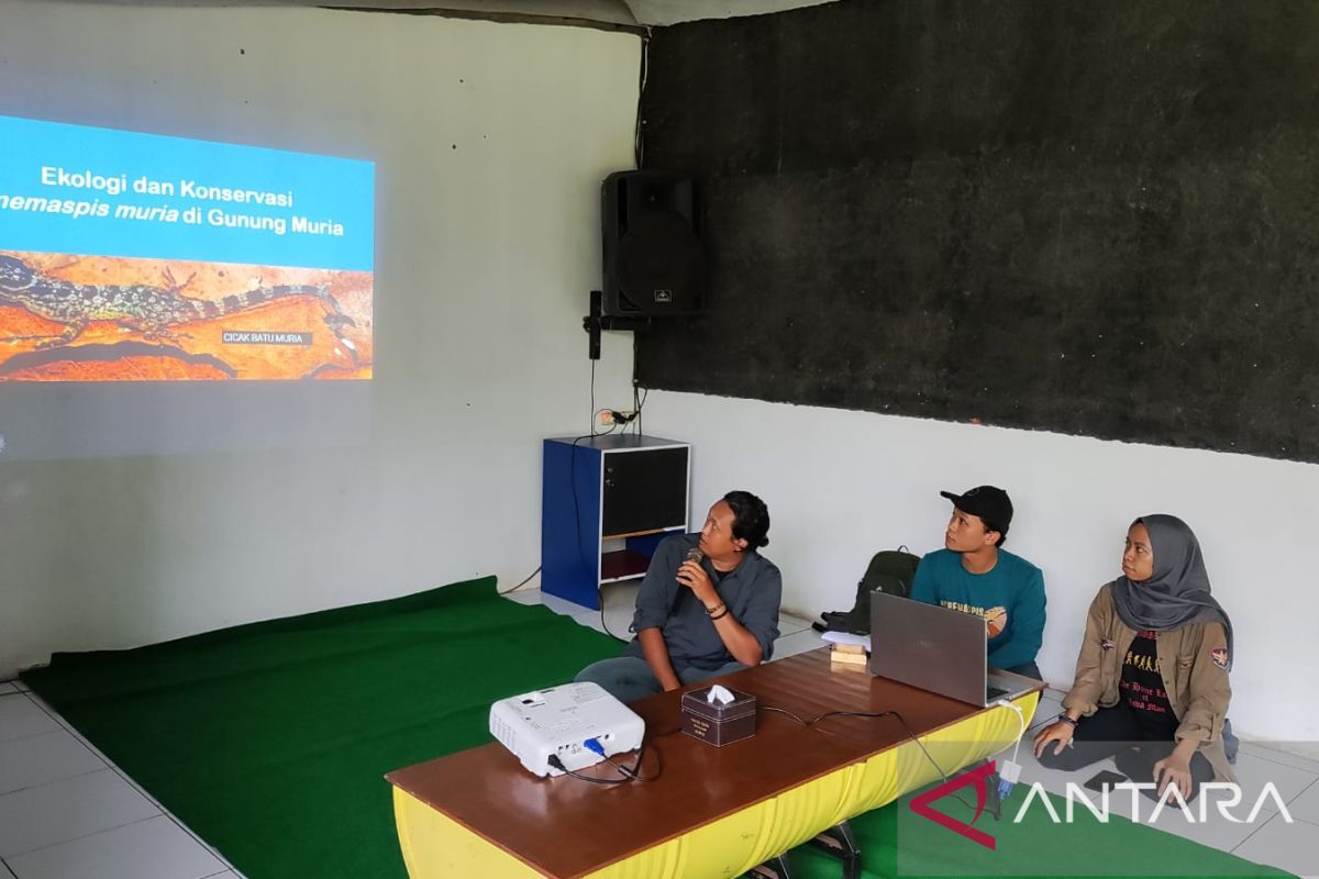 Peneliti temukan spesies endemik cicak batu muria dari Gunung Muria